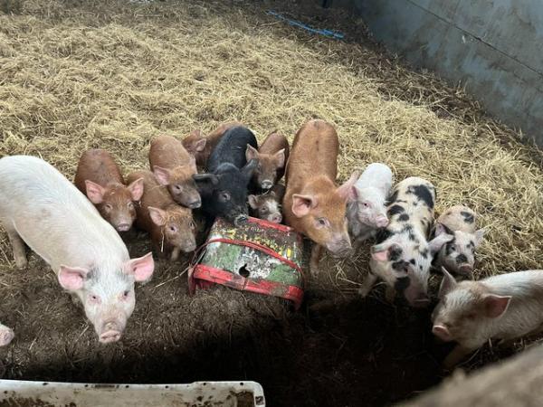 Image 1 of Job lot Mixture of commercial/Kune Kune/small pigs