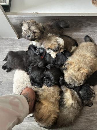 Image 10 of 6 x shihtzu x puppies for sale