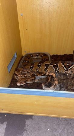Image 3 of 4 year old female boa constrictor looking for a good home