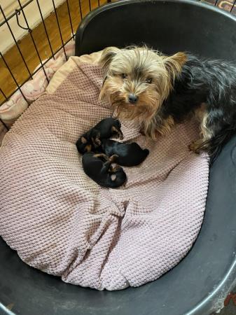 Image 4 of five weeks old Minature Yorkshire terriers