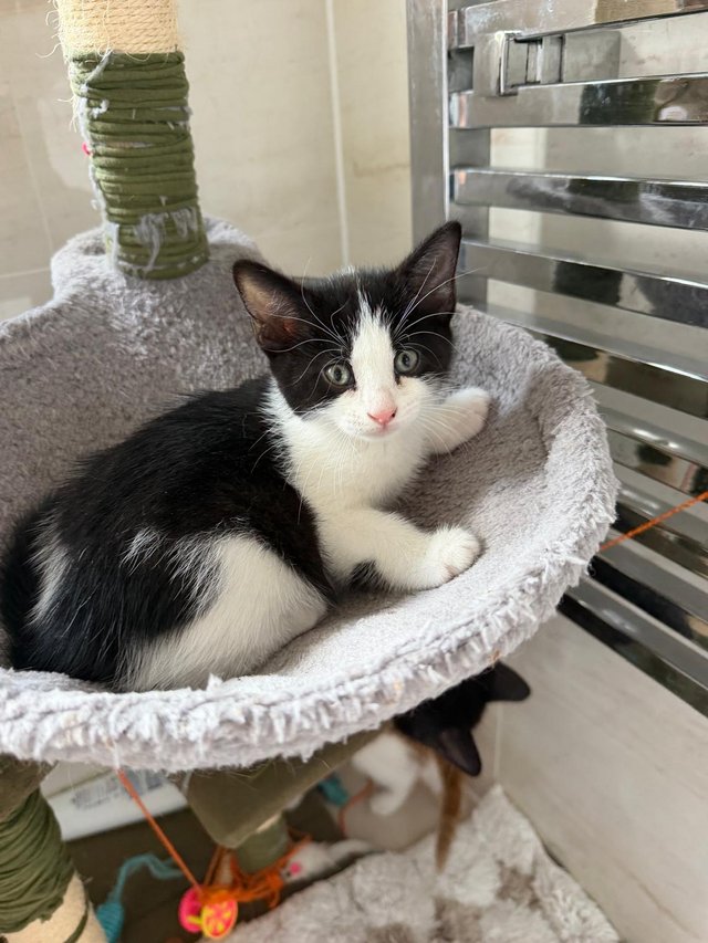 9 week old kittens looking for a new home — photo 3 of 4