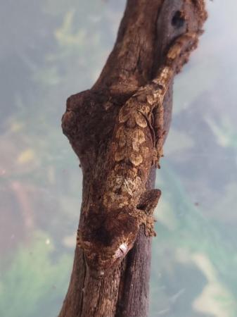 Image 4 of High red Baby Chahoua gecko