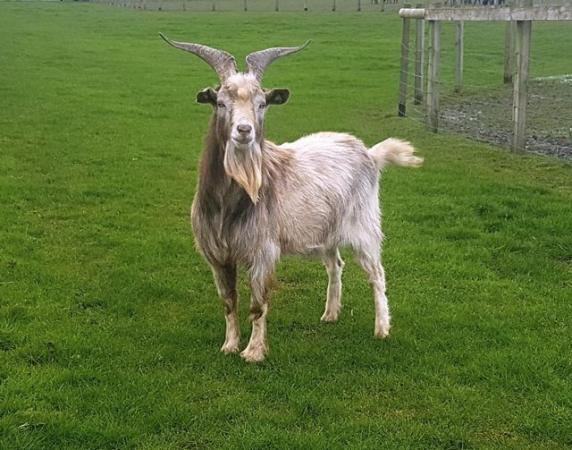 Image 1 of Pygmy cross Saanen entire young billy goat