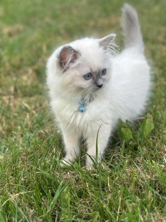 Image 5 of Exceptional blue mitted gccf active boy available