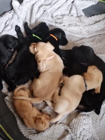 Image 4 of 8 week Labrador puppies for sale