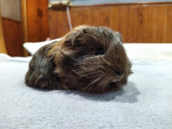 Image 5 of Male silkies guinea pig boars long haired