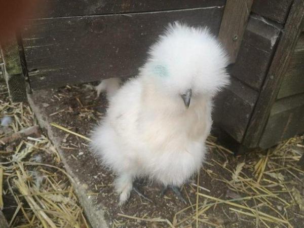 Image 3 of Silkie cockerels looking for a new home