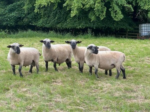 Image 1 of Pedigree Hampshire Down shearling rams for sale