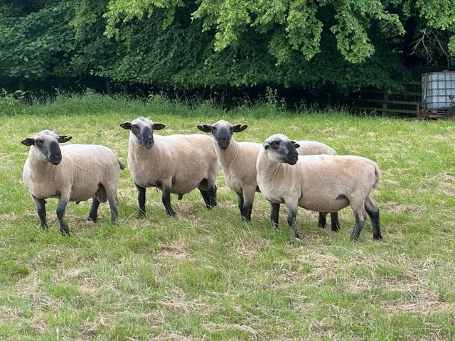 Preview of the first image of Pedigree Hampshire Down shearling rams for sale.