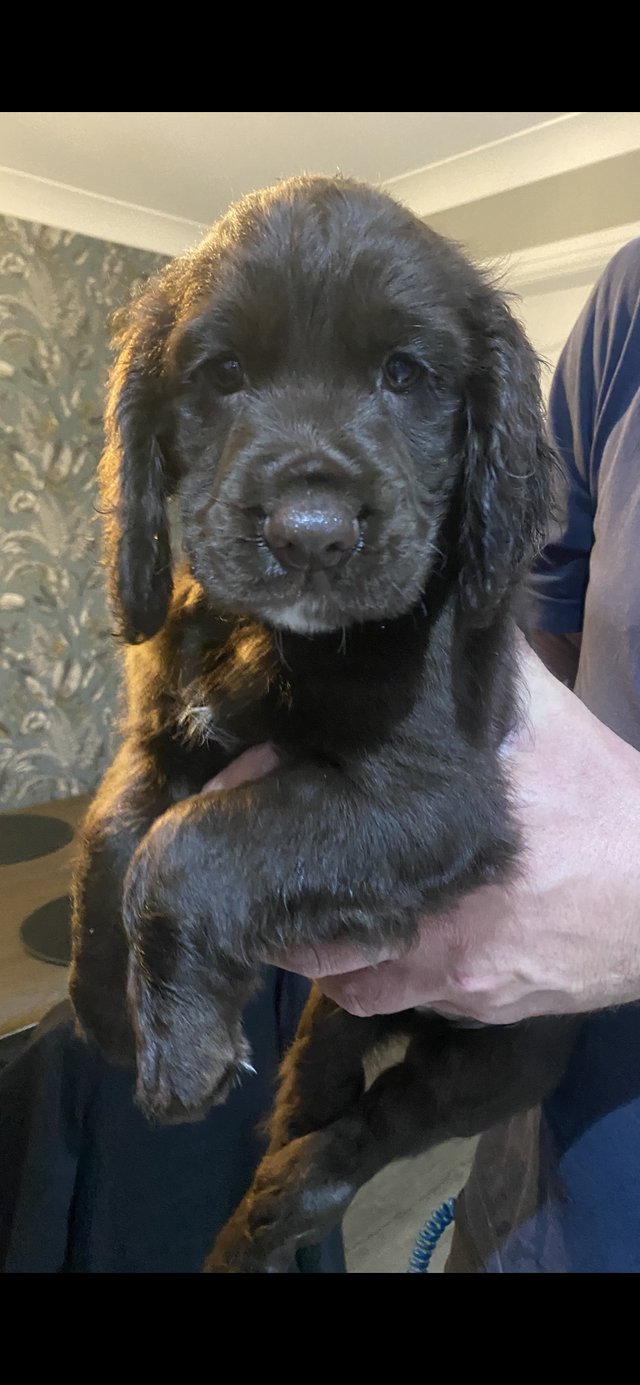 Preview of the first image of KC registered working cocker spaniel puppies.