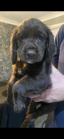 Image 1 of KC registered working cocker spaniel puppies