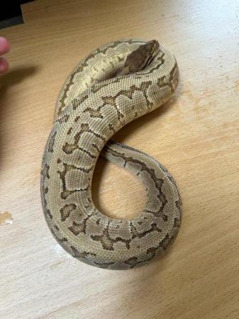 Image 4 of Royal pythons for sale (re-homing)