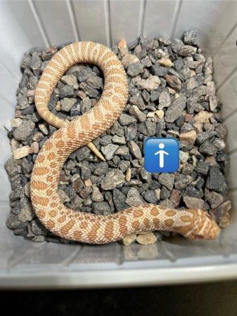 Image 3 of Hognose snake albino arctic male and female
