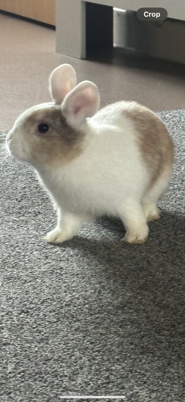 Preview of the first image of 8 month old male rabbit.
