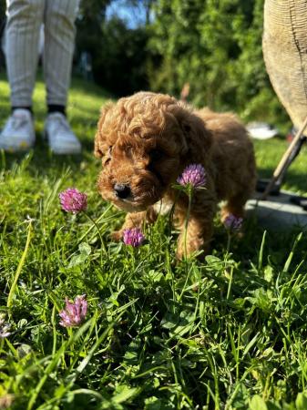 Image 3 of Red miniature poodle will be small  ,,,READY NOW 8 weeks old