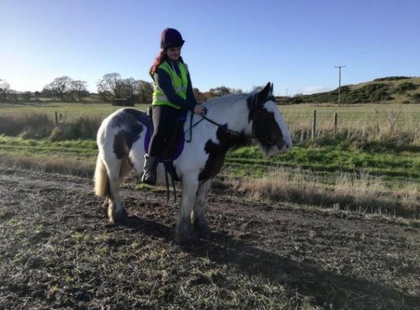 Image 1 of 14hh cob mare for part loan