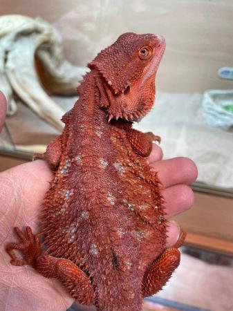 Image 13 of Licensed Breeder Top Bearded Dragon Morphs in Castle Cary