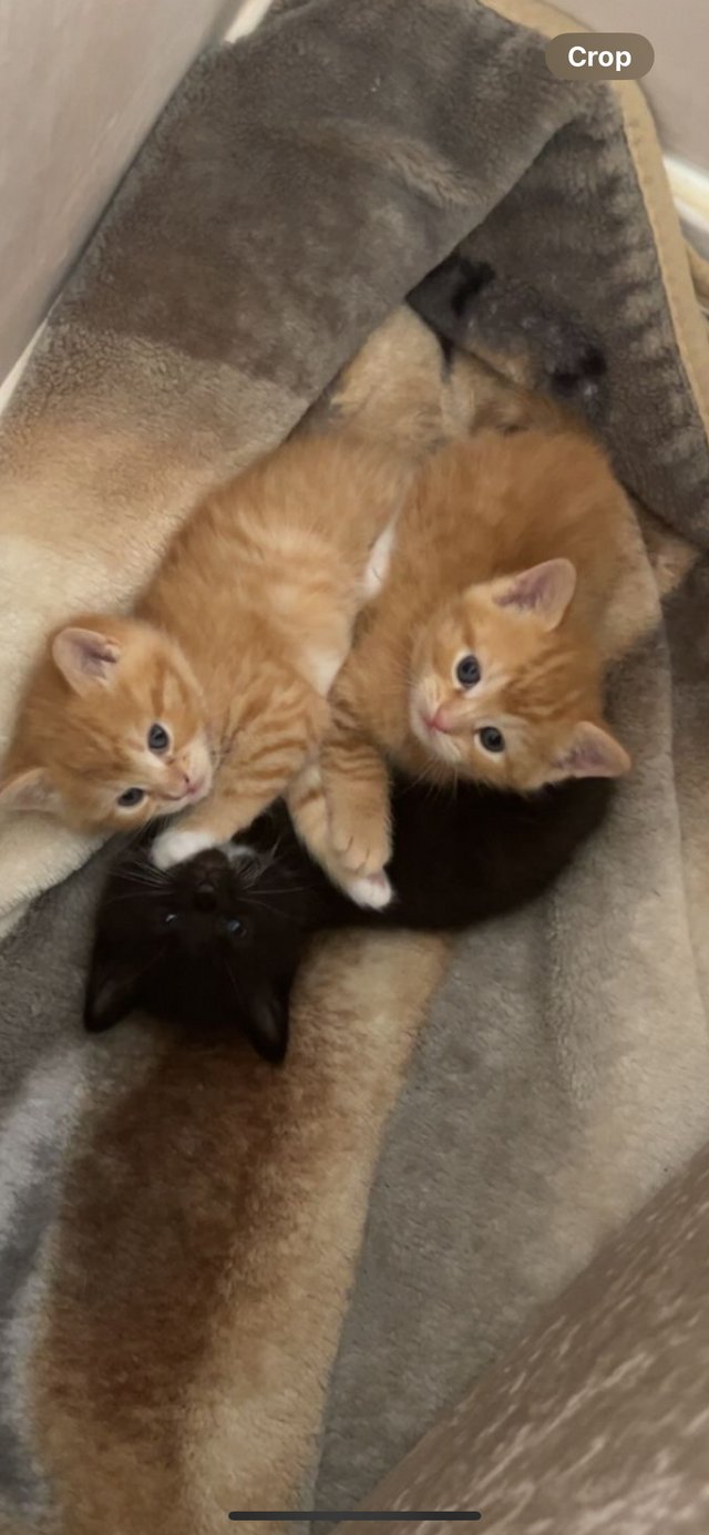 Preview of the first image of Fluffy ginger kittens and 1 black and white.