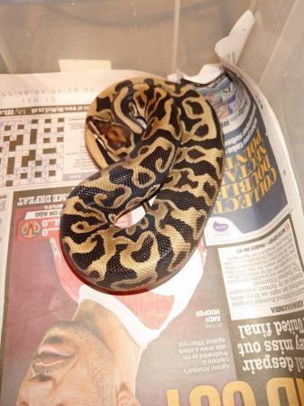 Image 4 of ball pythons for sale, need gone open to offers