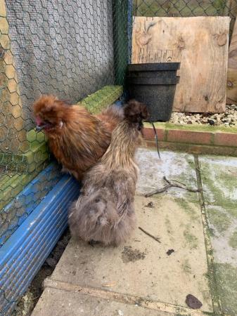 Image 3 of Silkie red cockerel and Silkie golden neck hen.