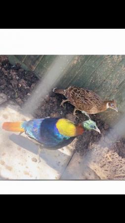 Image 2 of monal pheasants for sale