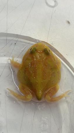Image 3 of UK bred Pacman frogs / mixed colours