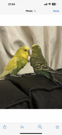Image 1 of Budgies cockatiels love birds and so on