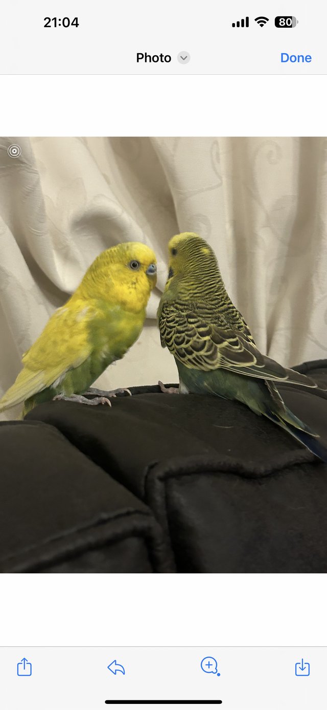 Preview of the first image of Budgies cockatiels love birds and so on.
