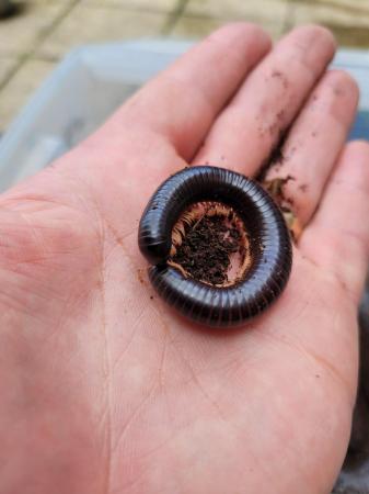 Image 5 of One  pink footed and on african  giant millipedes