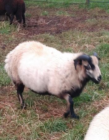 Image 1 of Cross bred ram lambs for sale