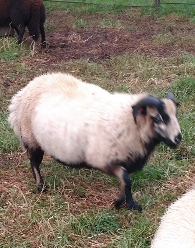 Preview of the first image of Cross bred ram lambs for sale.