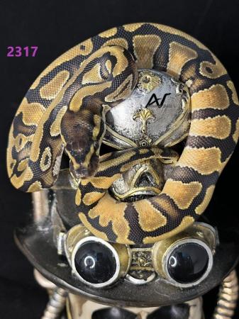 Image 4 of CB23 0.1 Fire OD Het pied royal/ball python baby