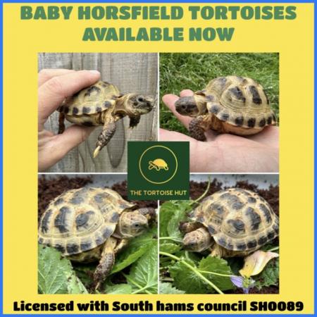 Image 5 of Baby Horsfield tortoises ready to go now