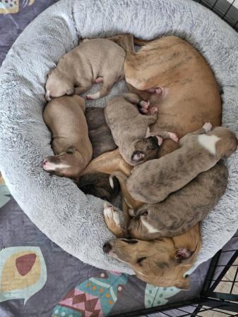 Image 10 of Beautiful KC Registered Whippet puppies
