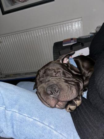 Image 2 of Young male shar pei cross cane corso