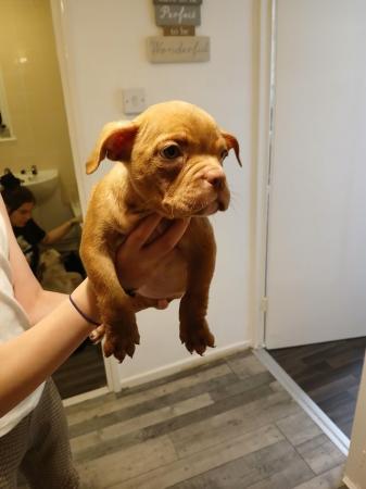 Image 12 of Pocket bulldogs forsale reduced