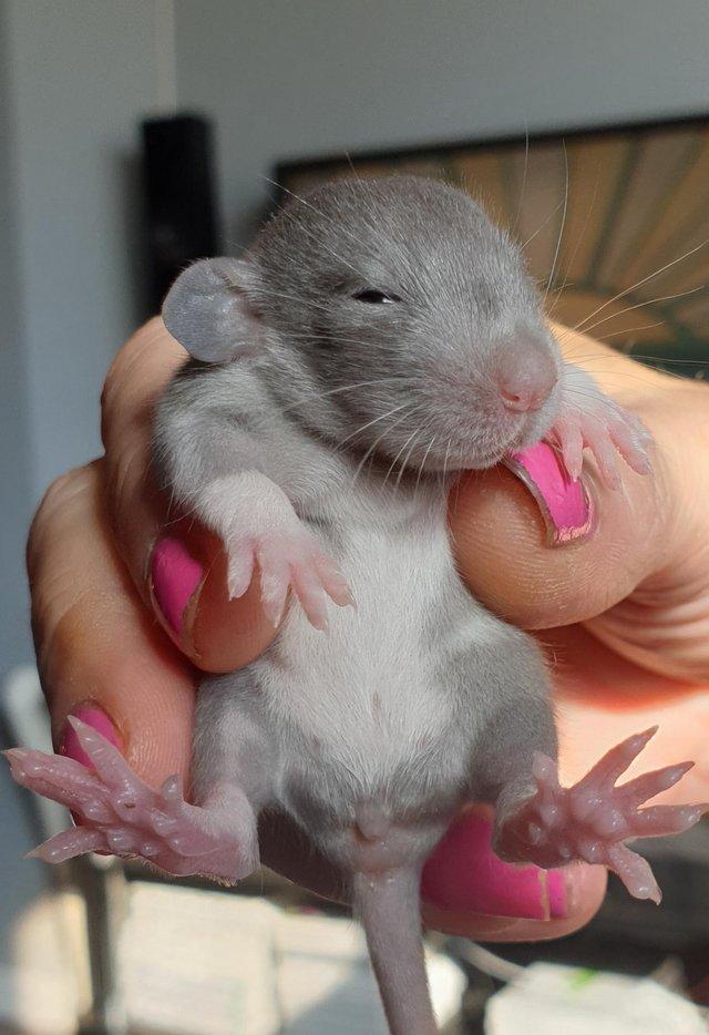 Preview of the first image of Beautiful baby dumbo rats available.