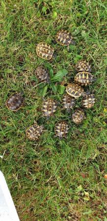 Image 3 of Hermanns Baby tortoises Hatched 2023