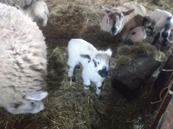 Image 3 of 2024 born Cute cross bred Lambs sired by Valais Black Nose