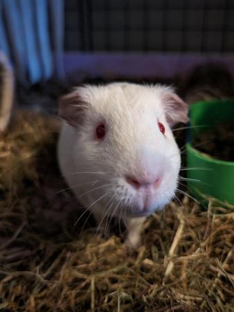 Image 2 of 8 month old male albino guinea pig