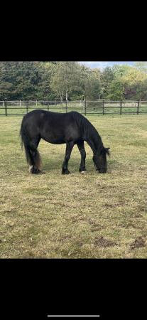 Image 2 of welsh x cob 2.5year old black mare