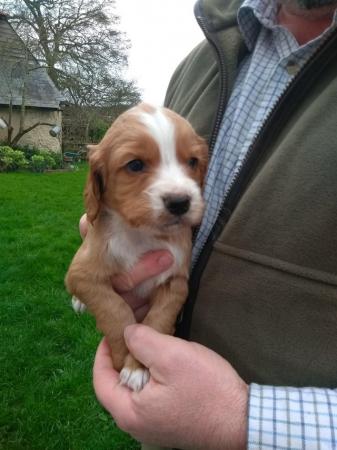 Image 3 of READY NOW Pedigree KC Registered Cocker Spaniel puppies