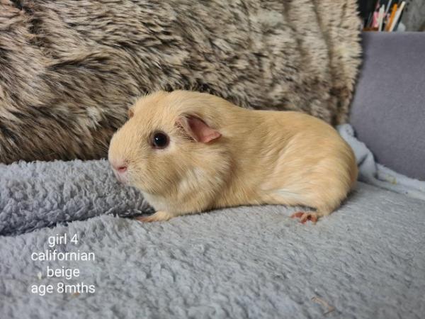 Image 2 of Guinea pig sows for sale
