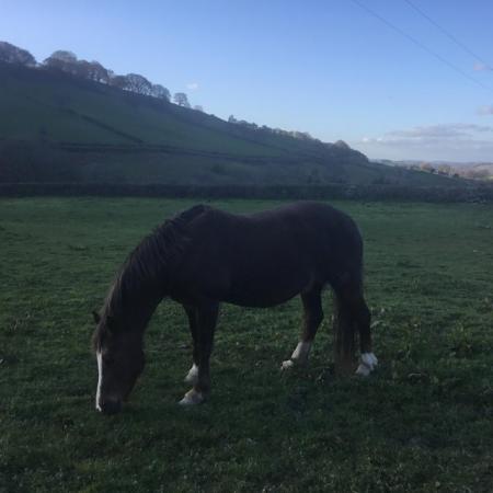 Image 2 of Welsh Cob Section D broodmare, 18 yrs. Good home required