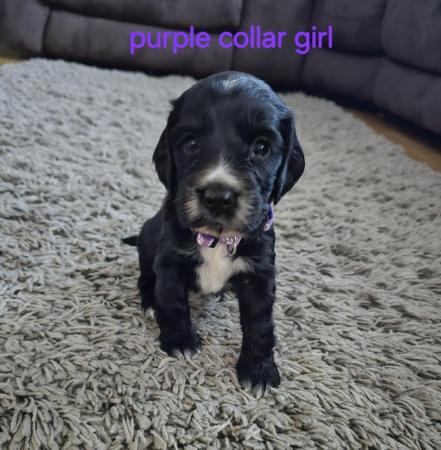 Image 6 of *** READY THIS WEEKENS *** COCKER SPANIEL PUPPIES
