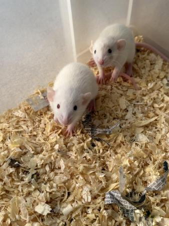 Image 1 of Silly Tame baby dumbo rats available