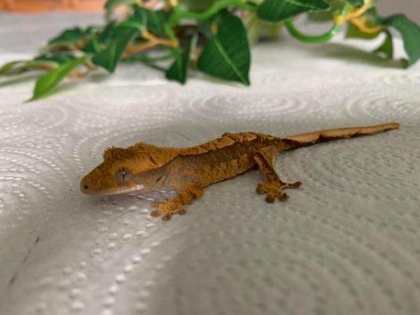 Image 4 of Crested Gecko Hatchlings CB23 ready now