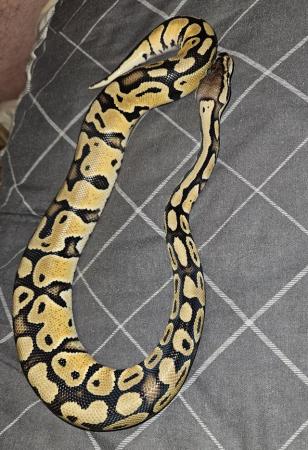Image 2 of 6 month female ball python