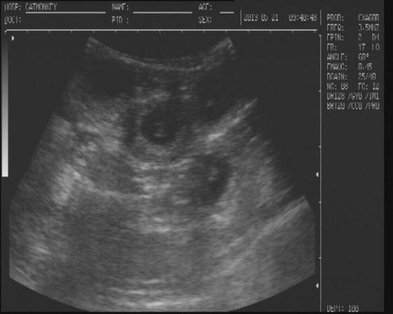 Image 6 of canine ultrasound scanning in your own home