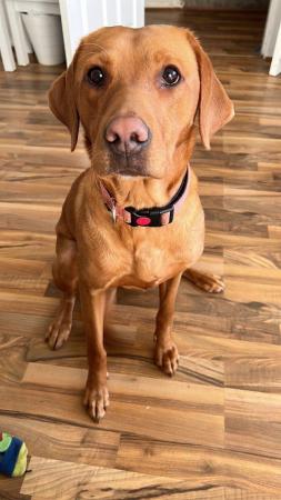 Image 12 of Stunning Fox Red Labs for sale